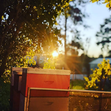 Beehives with Bees for Sale (3 boxes)